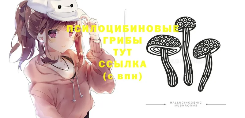 Галлюциногенные грибы Psilocybe  Луховицы 