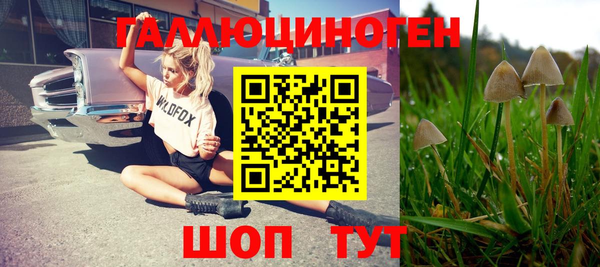 Псилоцибиновые грибы Psilocybe  Луховицы 